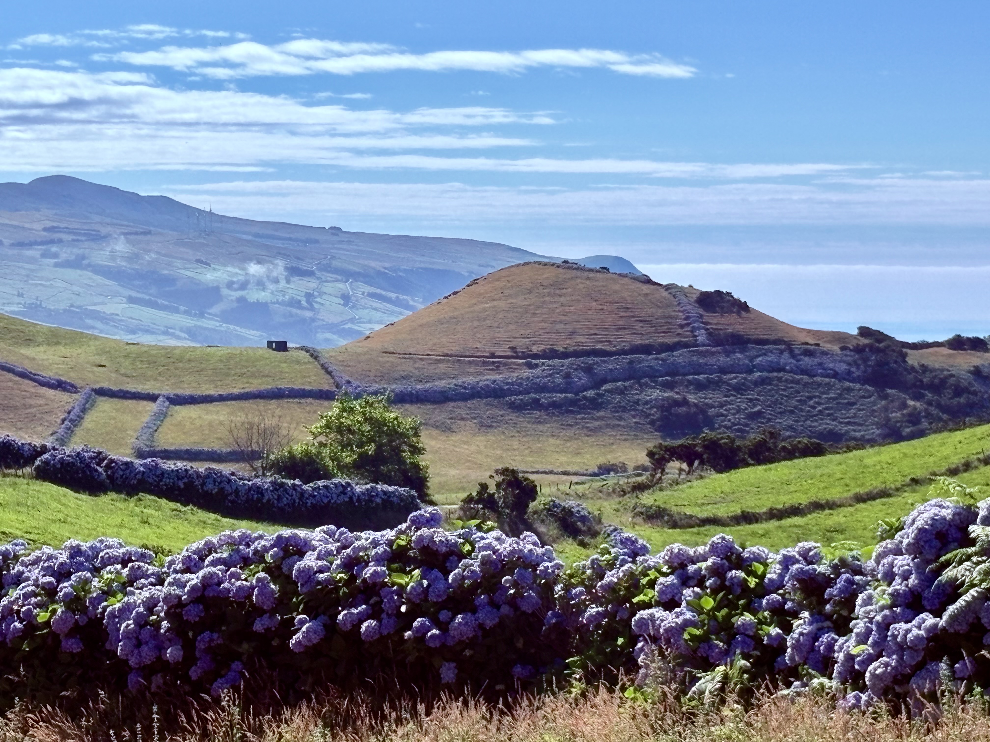 Paysage des Açores avec hortensias, collines et océan