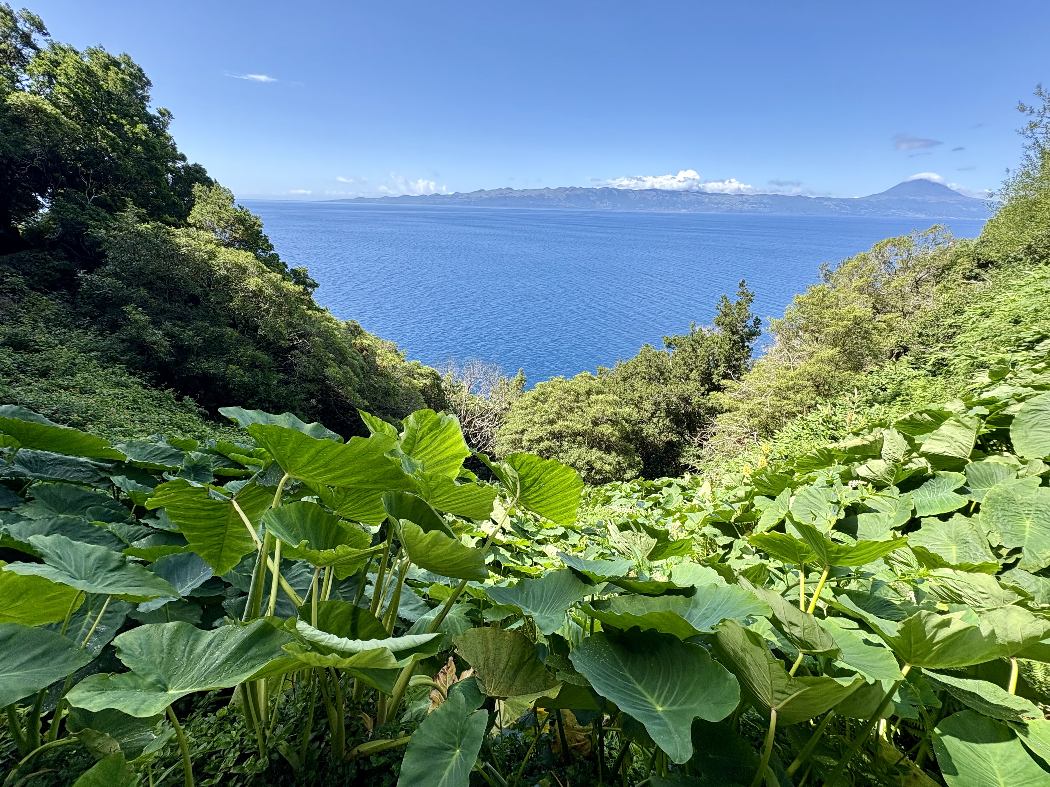 Nature luxuriante des Açores avec végétation tropicale