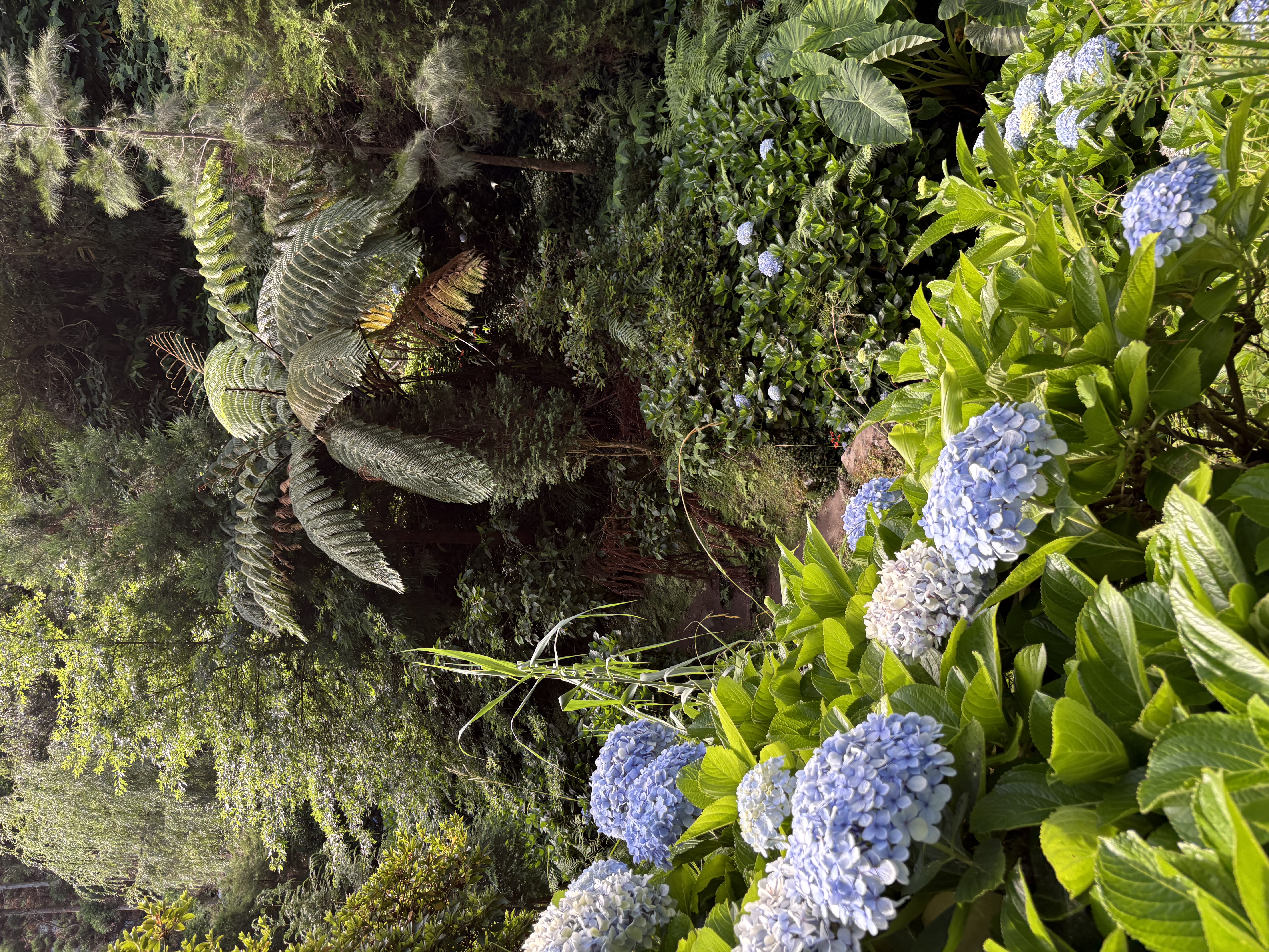Végétation luxuriante et hortensias aux Açores
