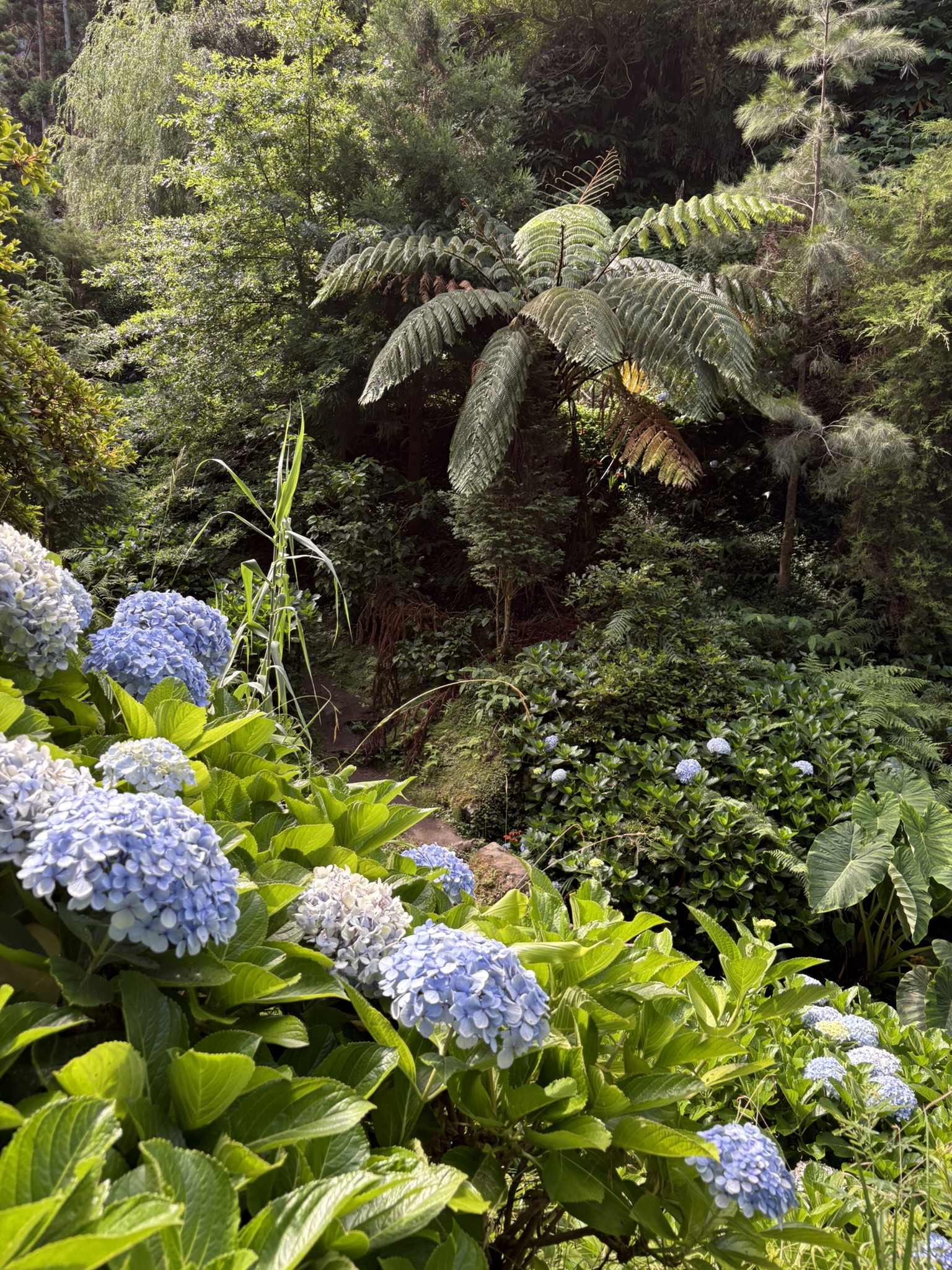 Sentier immersif dans la végétation açorienne, hortensias et fougères arborescentes