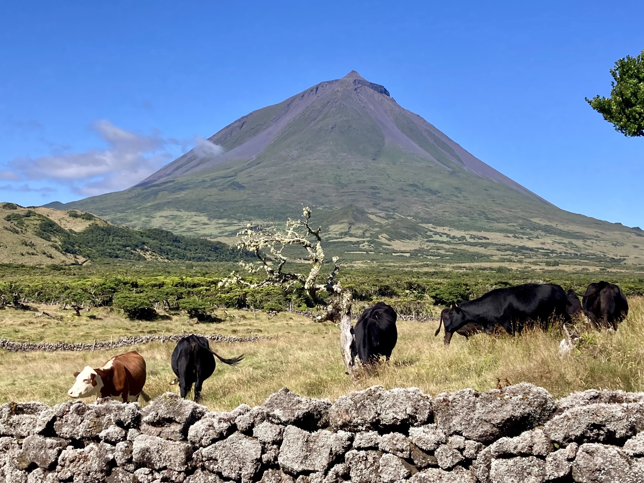 Le Pico, point culminant des Açores